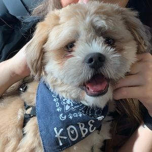 Personalize Pet Bandana.